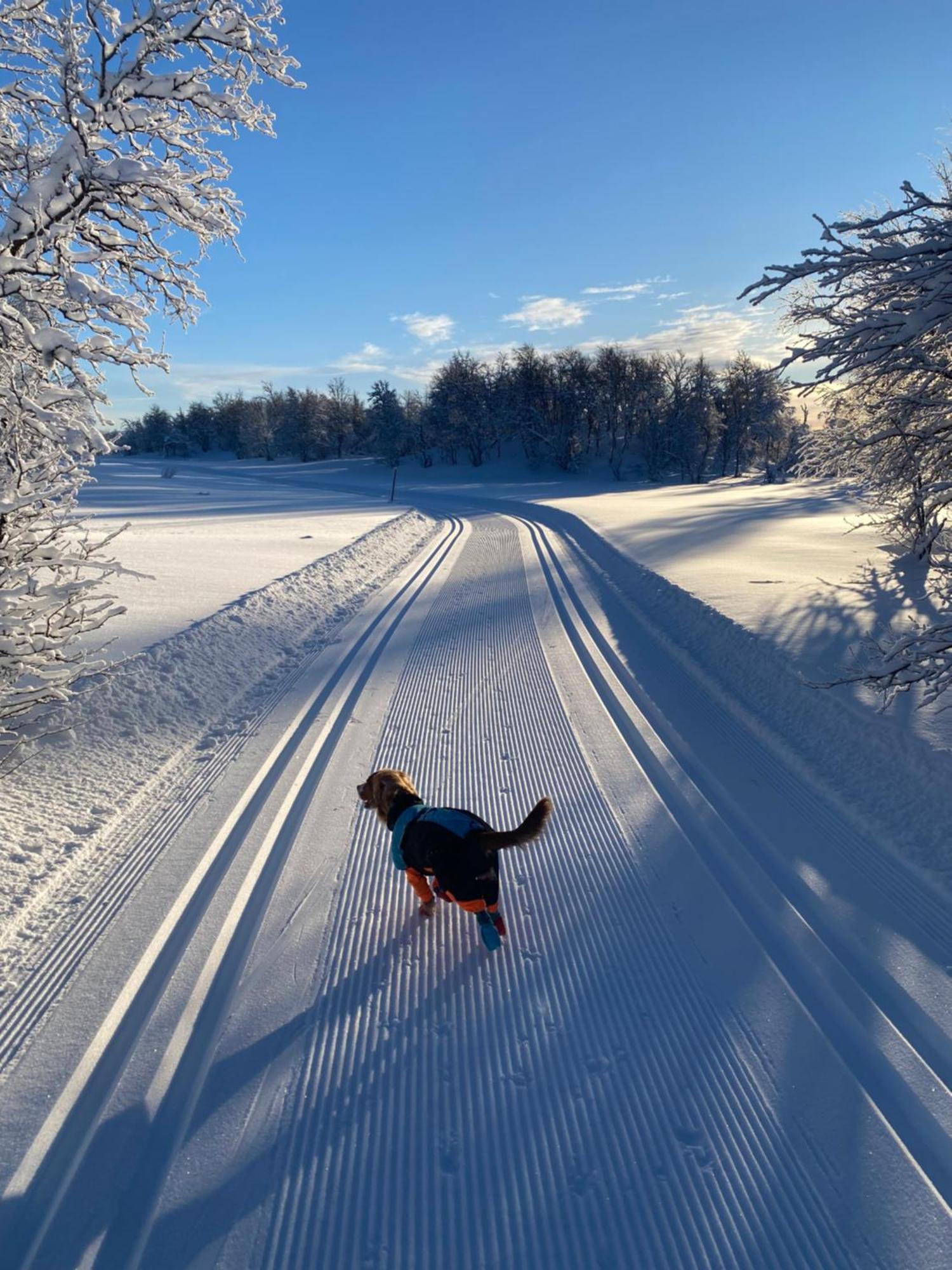 Koselig Familiehytte Pa Vakre Dagali - Naer Geilo Esterno foto